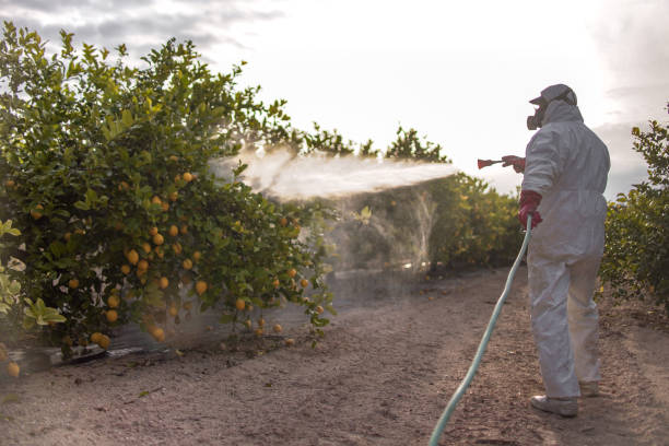 Reliable South Paris, ME Pest Control Solutions