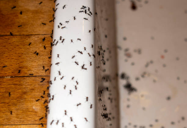 Best Termite Control Services  in South Paris, ME
