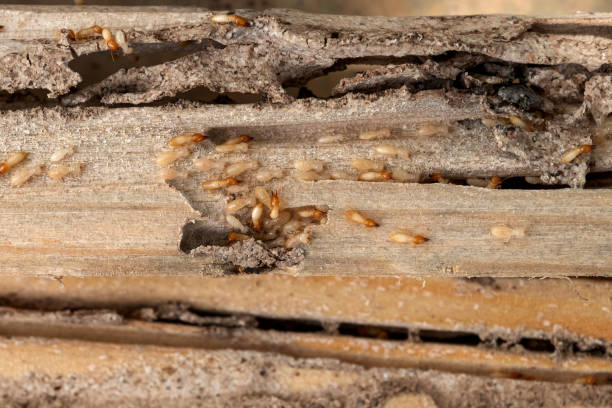 Best Wasp Removal Services  in South Paris, ME