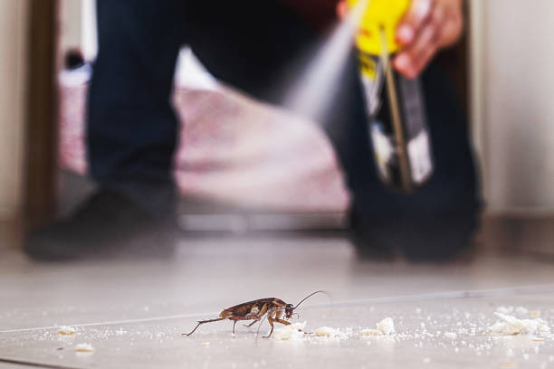 Best Local Pest Control Services  in South Paris, ME